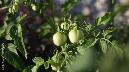 Wallpaper Mural unripe tomatoes. Harvest time. Agriculture season. fruits and vegetables Torontodigital.ca