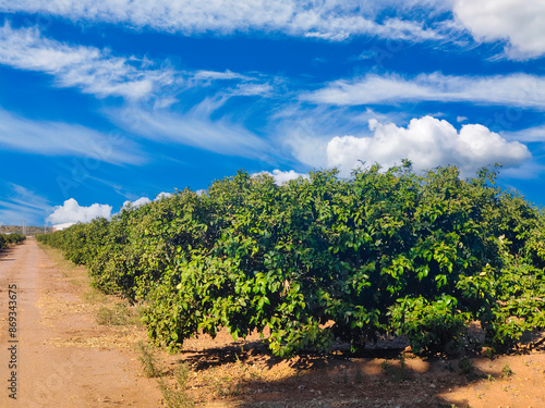 Spanish agriculture