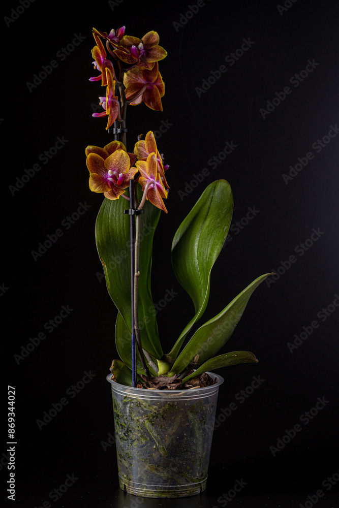 Floral concept. Orchid growing tips. Most commonly grown house plants. Orchids blossom close up. Orchid flower pink and yellow bloom. Phalaenopsis orchid. Floral concept. Orchid growing tips. Most commonly grown house plants. Orchids blossom close up. Orchid flower pink and yellow bloom. Phalaenopsis orchid.