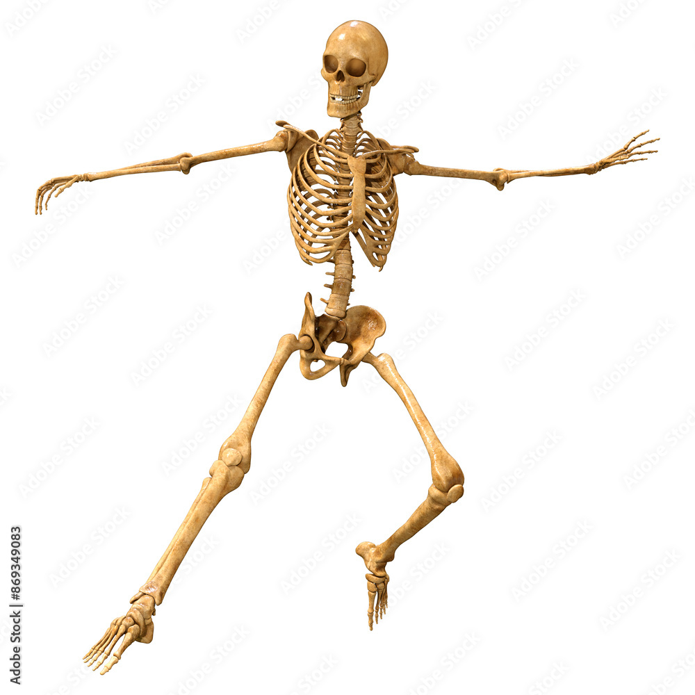 3D Rendering Human Skeleton on White 3D Rendering Human Skeleton on White