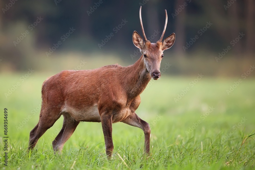Young red deer in a clearing in the wild Young red deer in a clearing in the wild