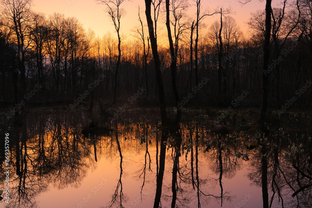custom made wallpaper toronto digital岩手県西和賀町　森に咲く水芭蕉