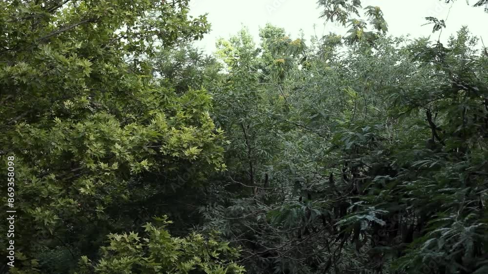 green forest in the morning green forest in the morning
