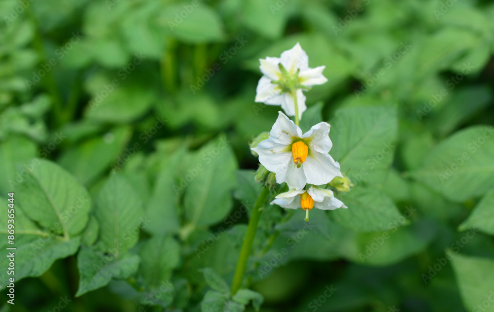 a blooming potato plant on the potato field close up a blooming potato plant on the potato field close up
