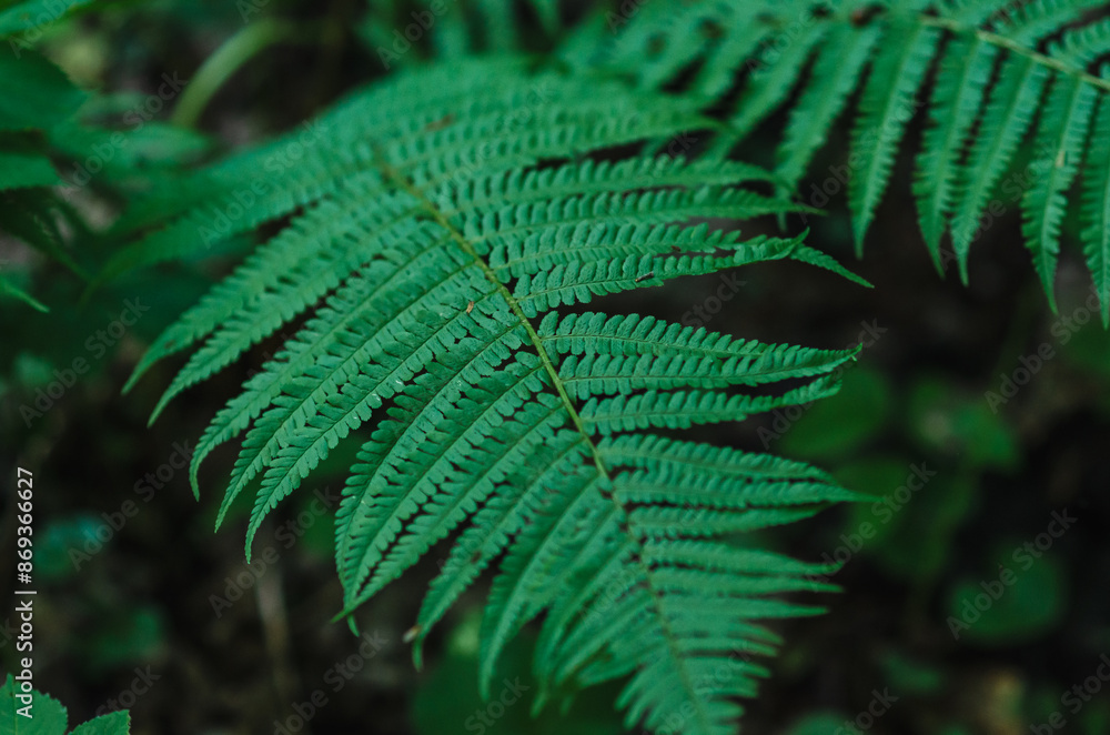Fern leaves close-up. Green fern leaves on blurred background. Floral natural forest landscape. Fern leaves close-up. Green fern leaves on blurred background. Floral natural forest landscape.