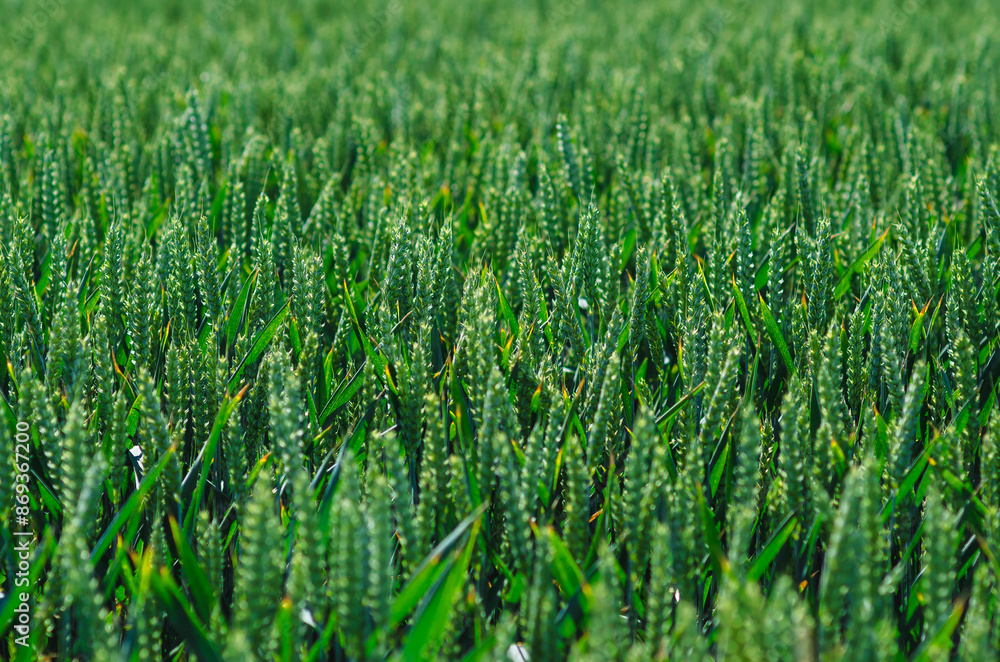 Field of green wheat. Close-up photo of green ears of wheat. Selective focus. Agriculture. Field of green wheat. Close-up photo of green ears of wheat. Selective focus. Agriculture.