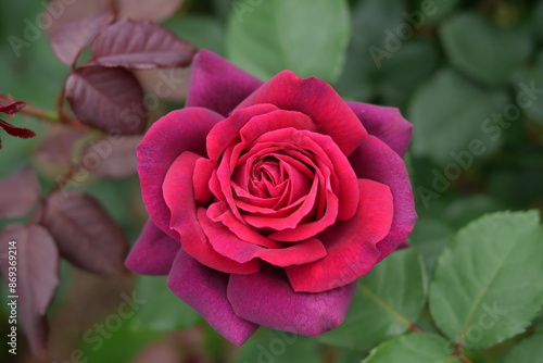 ミスターリンカーン、リンカーン、バラ、薔薇
