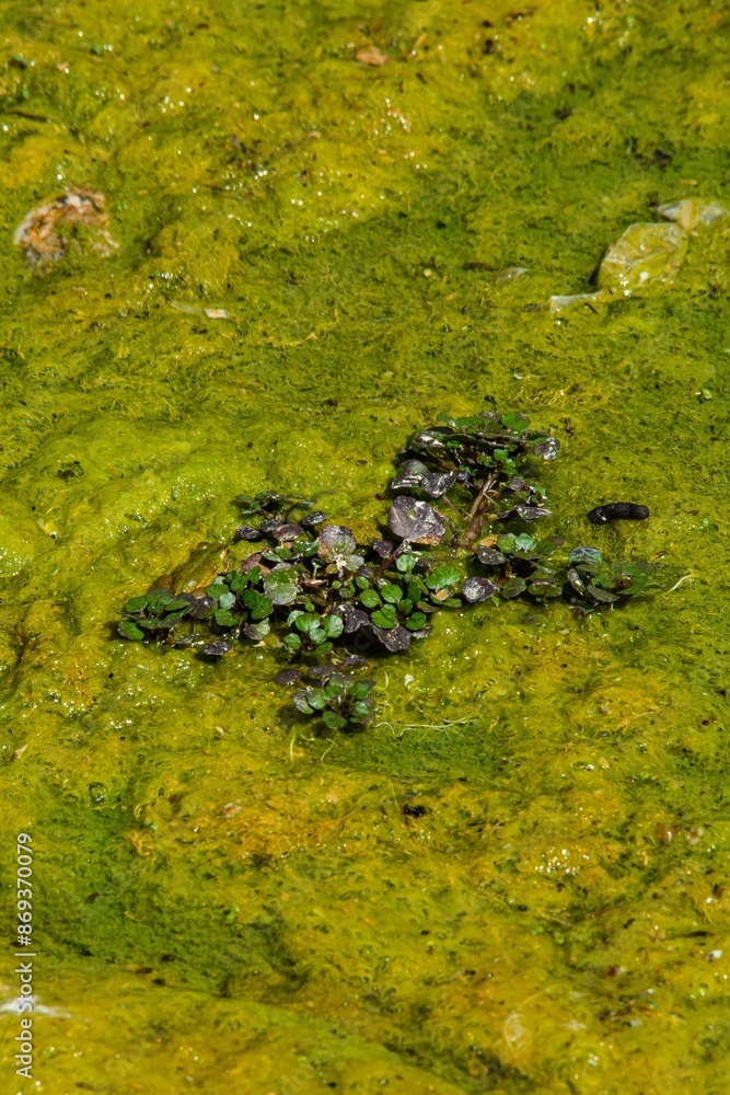 Obraz premium TEXTURA