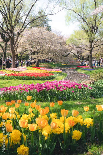 国営昭和記念公園のチューリップ畑と桜