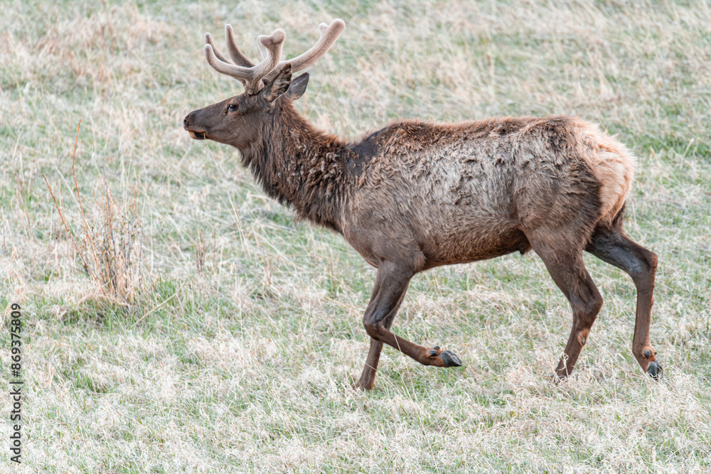 Elk walking in Rocky Mountain National Park, Colorado, USA Elk walking in Rocky Mountain National Park, Colorado, USA