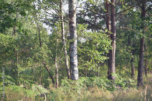 Fototapeta Naklejka Na Ścianę i Meble -  brzoza,łąka 