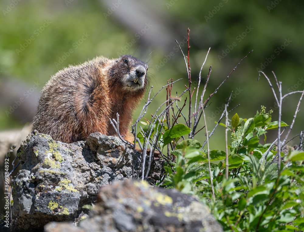 Yellow Bellied Marmot in Yellowstone National Park, Wyoming, USA Yellow Bellied Marmot in Yellowstone National Park, Wyoming, USA