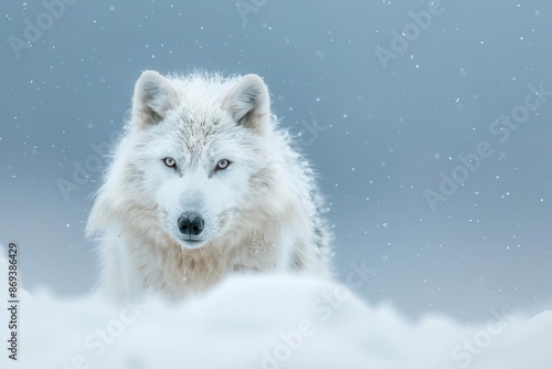 piercing gaze of arctic wolf in snowy expanse attentive wildlife animal photography