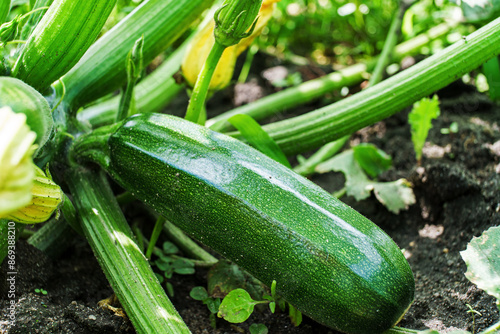 Green zucchini in garden