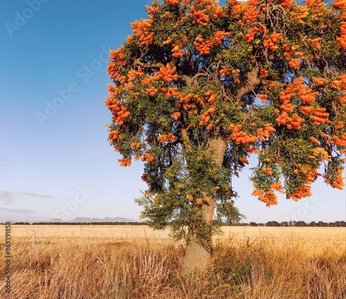 Obraz na plátně Western Australian Christmas Tree, nuytsia floribunda, in an open field near Hopetoun Western Australia