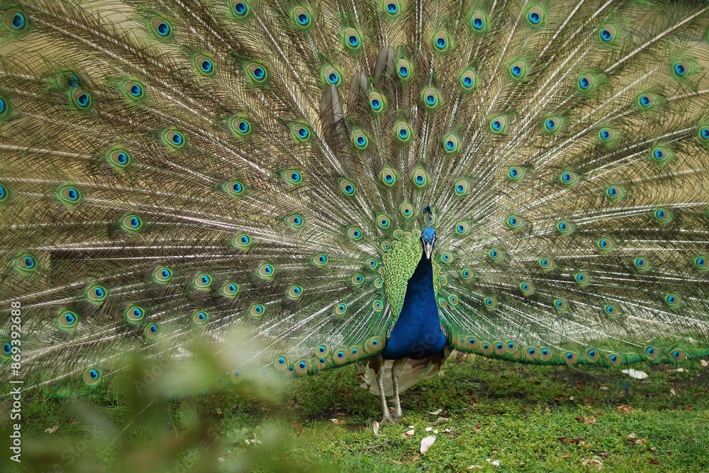 Obraz premium a majestic peacock in a Prague orchard