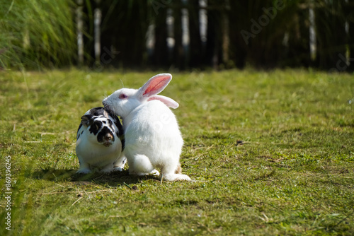 A pair of rabbits is sunbathing and grooming each other in the grassy yard in the morning. Empty blank copy text space photo