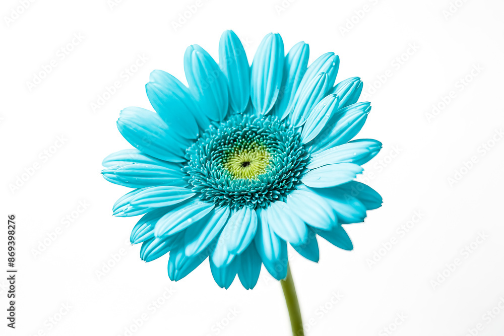 Single Blue Gerbera Daisy on White Background Single Blue Gerbera Daisy on White Background
