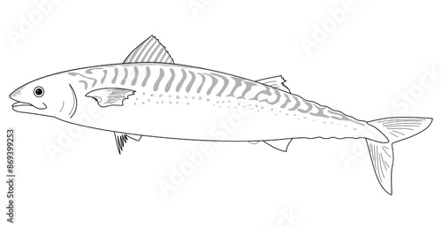 Sketch of a predatory marine fish - mackerel, side view