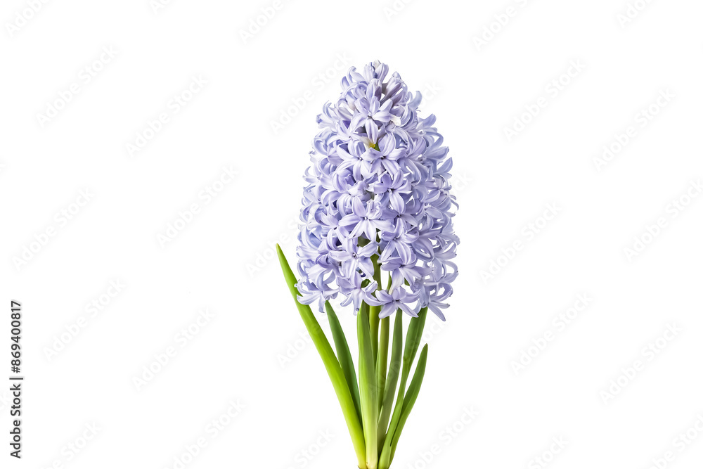 Obraz premium Close-up of a Single Purple Hyacinth Flower with Green Stems Isolated on a White Background