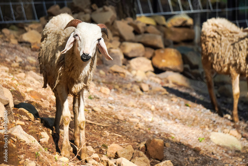 Close up photo of white cute sheep eating leaves behind wooden fence at farm. White lamb Goats are eating grass in the barn. Concept for organic animal farm, rural village life, world animal day photo