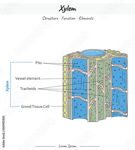 Xylem Structures and Elements illustration with text.