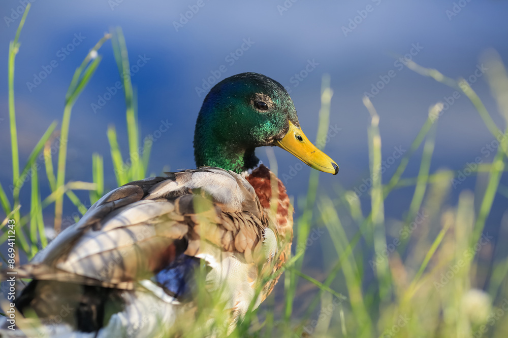 Obraz premium Duck portrait