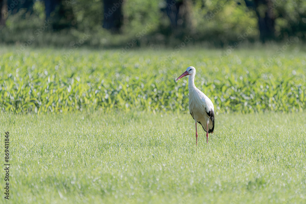 Obraz premium Storks in a swampy flooded area in a field among the grass.
