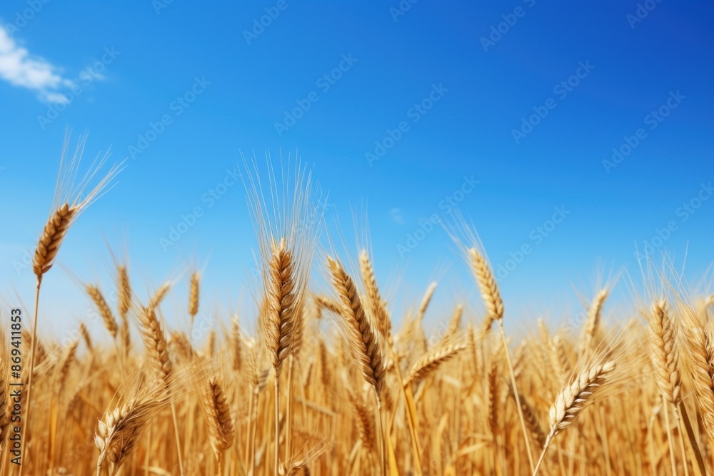 PNG Brown wheat field border sky agriculture outdoors. PNG Brown wheat field border sky agriculture outdoors.