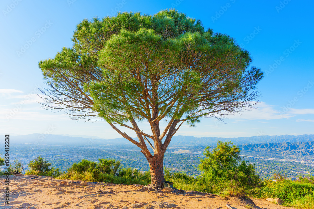 Solitary Wisdom Tree Overlooking Cityscape In LA Solitary Wisdom Tree Overlooking Cityscape In LA