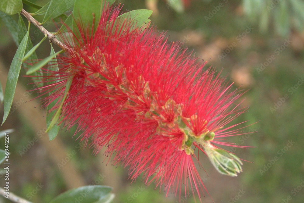 Flowers with nature landscape
