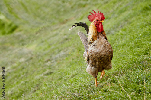 Frei lebende Hahn auf dem Bauernhof