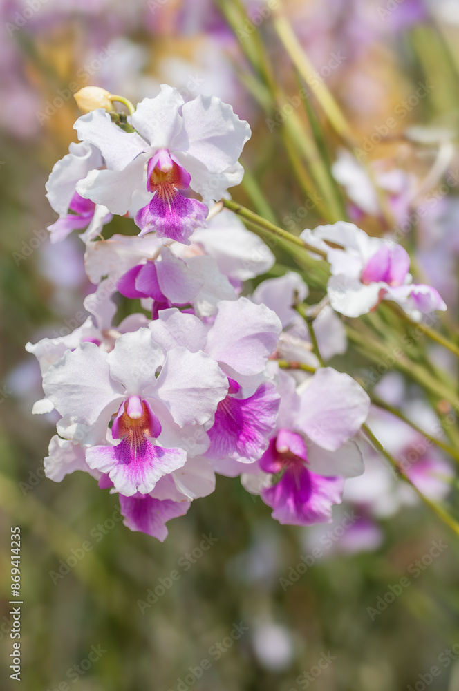Papilionanda orchid inflorescence with delicate pink petals on a sunny day. The soft, sunlit blooms highlight the elegant beauty of this stunning flower. Papilionanda orchid inflorescence with delicate pink petals on a sunny day. The soft, sunlit blooms highlight the elegant beauty of this stunning flower.