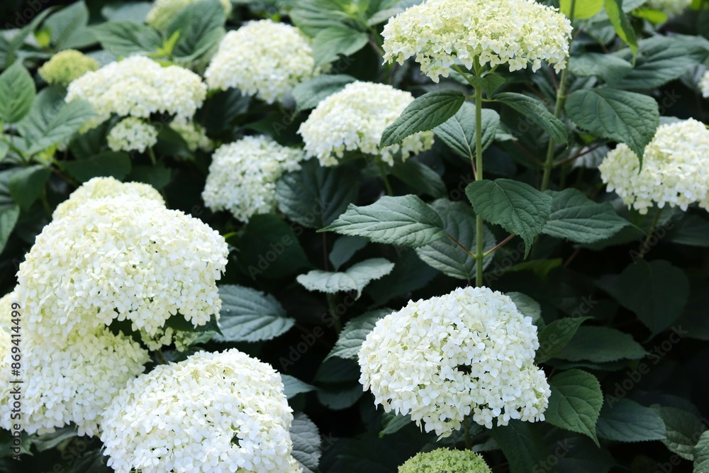 white hydrangea flowers in full bloom against lush green foliage. concepts: floral background for design projects, summertime themes, nature-related content for magazines or blogs, gardening websites white hydrangea flowers in full bloom against lush green foliage. concepts: floral background for design projects, summertime themes, nature-related content for magazines or blogs, gardening websites