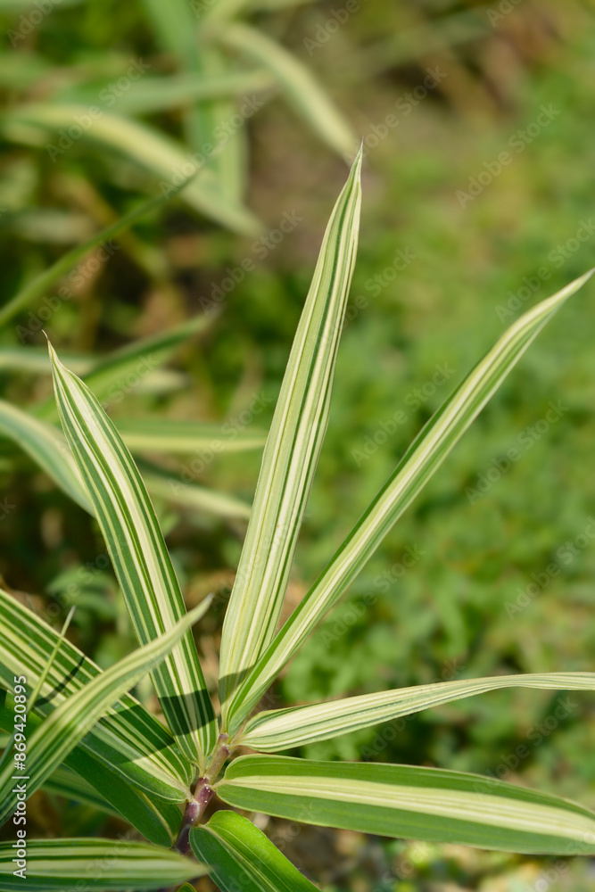 Fototapeta premium Dwarf white-striped Bamboo leaves