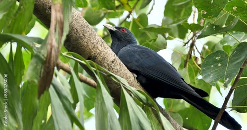 Asian koel(male) on a tree