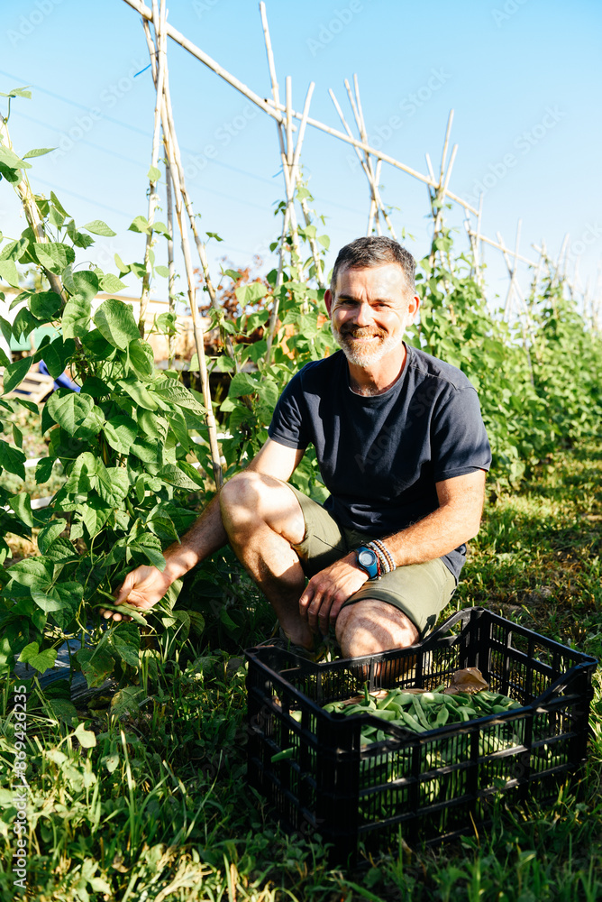 Smiling Farmer Harvesting Organic Beans in a Garden on a Sunny Day Smiling Farmer Harvesting Organic Beans in a Garden on a Sunny Day