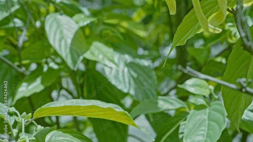 Cananga odorata flower with leaves and natural background. Cananga odorata flower with leaves and natural background.