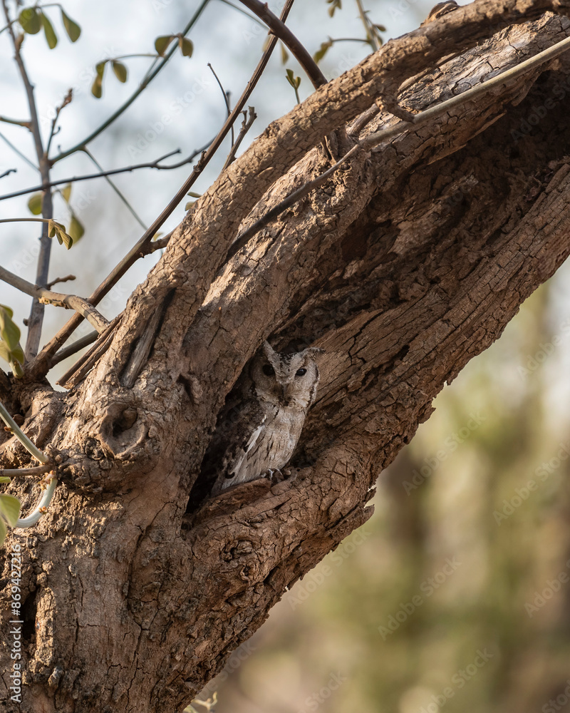 indian scops owl or Otus bakkamoena owlet closeup with eye contact in nest or hollow tree during safari at ranthambore national park forest reserve rajasthan india asia indian scops owl or Otus bakkamoena owlet closeup with eye contact in nest or hollow tree during safari at ranthambore national park forest reserve rajasthan india asia