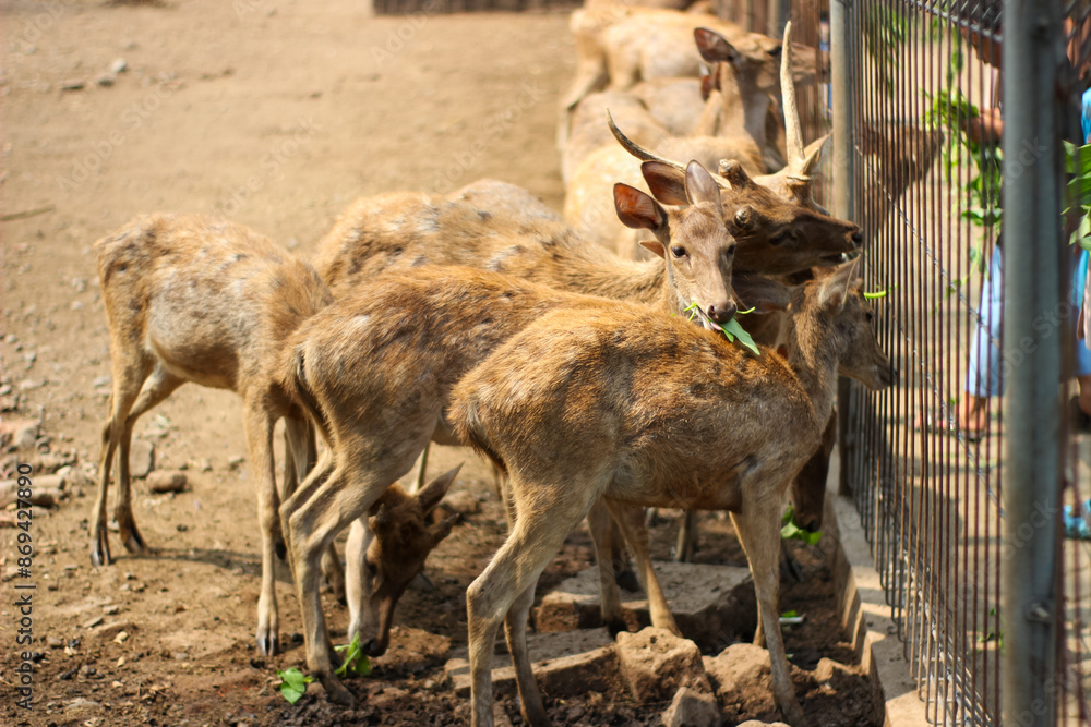 A group of deer gathered around the food provided by zoo visitors from behind the fence A group of deer gathered around the food provided by zoo visitors from behind the fence