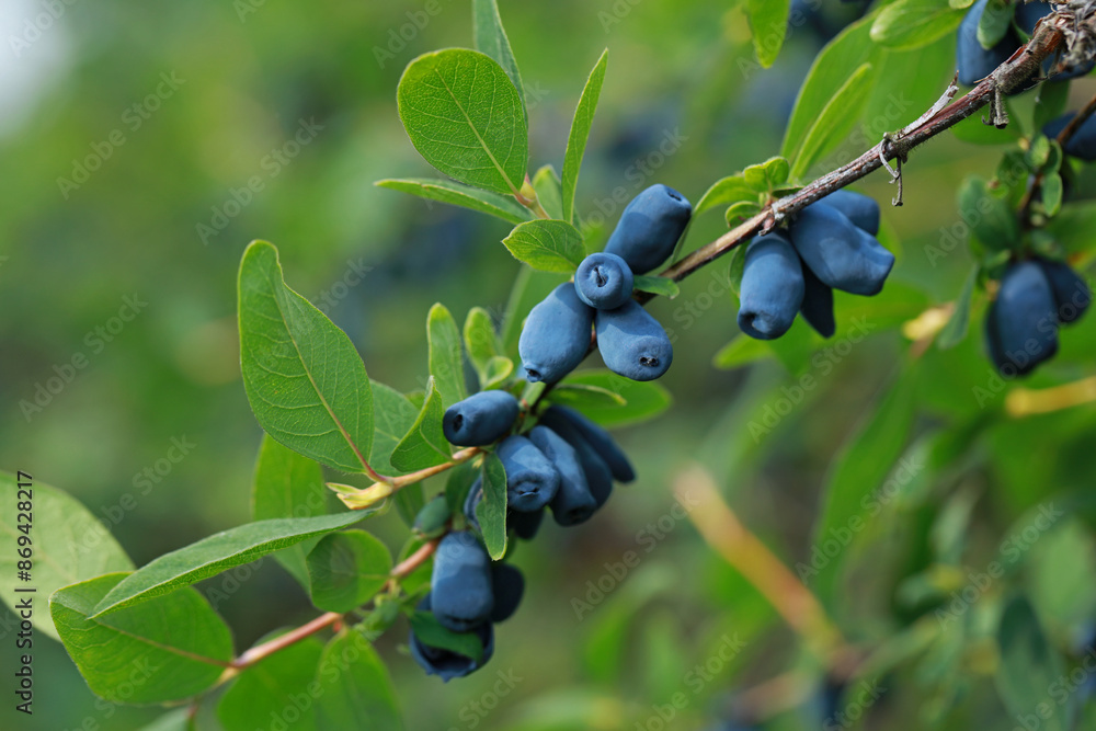 Haskap berry on twigs on a plantation in Poland