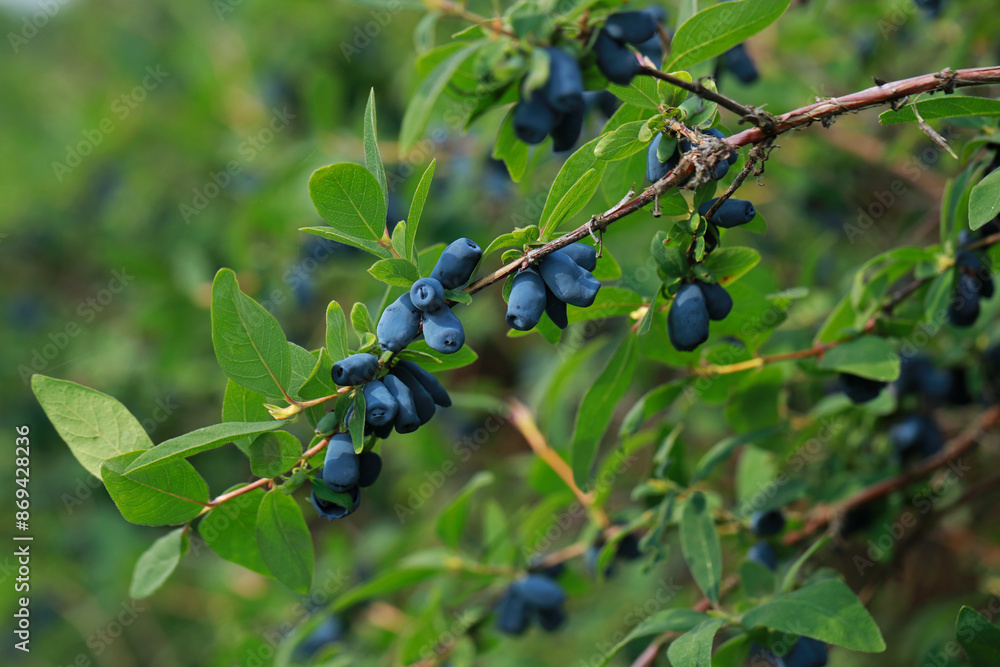 Haskap berry on twigs on a plantation in Poland
