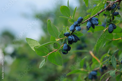 Obraz na płótnie Haskap berry on twigs on a plantation in Poland w salonie