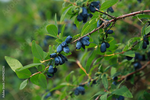 Obraz na płótnie Haskap berry on twigs on a plantation in Poland w salonie