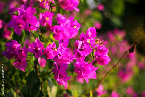 Purple Paper Flowers or Bugenvil (Bougenvillia Spectabillis) photo