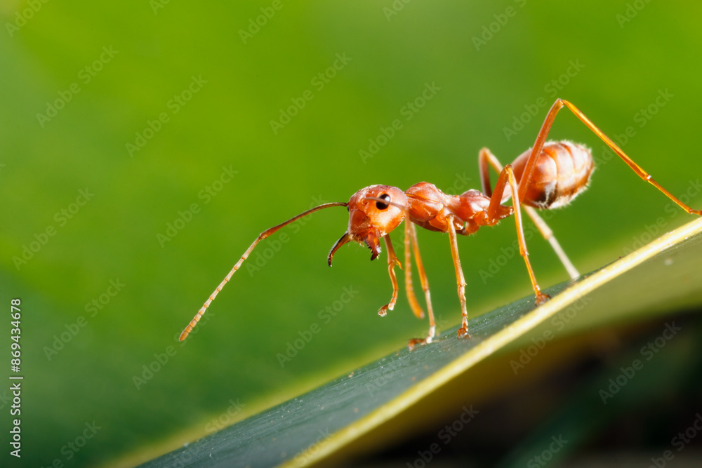 Red ant on a leaves with green background Red ant on a leaves with green background