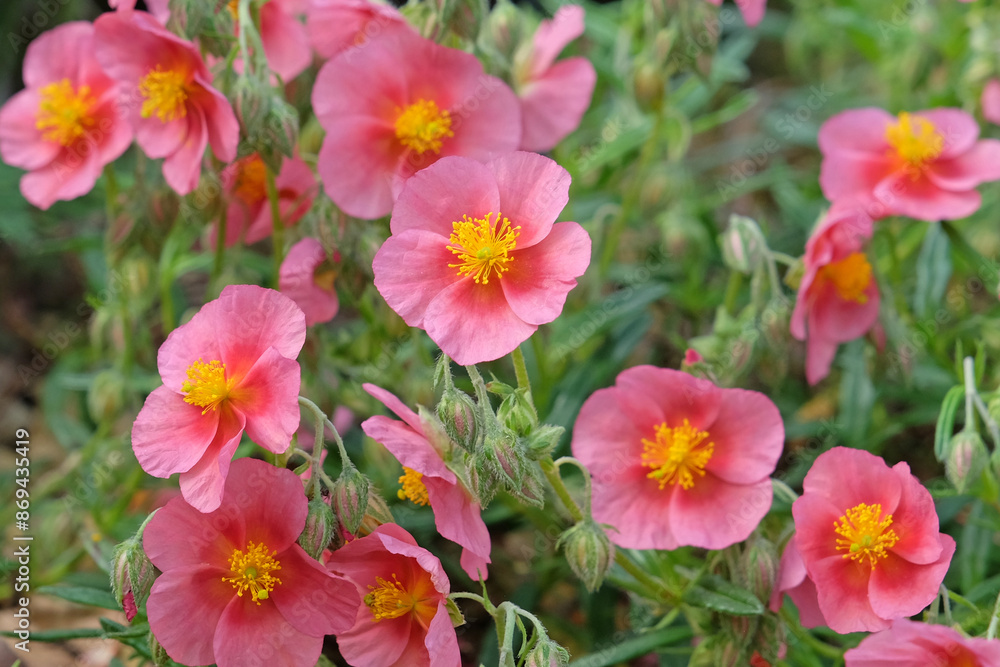 Pink Helianthemum sun rose or rock rose ‘Wisley Pink’ in flower Pink Helianthemum sun rose or rock rose ‘Wisley Pink’ in flower