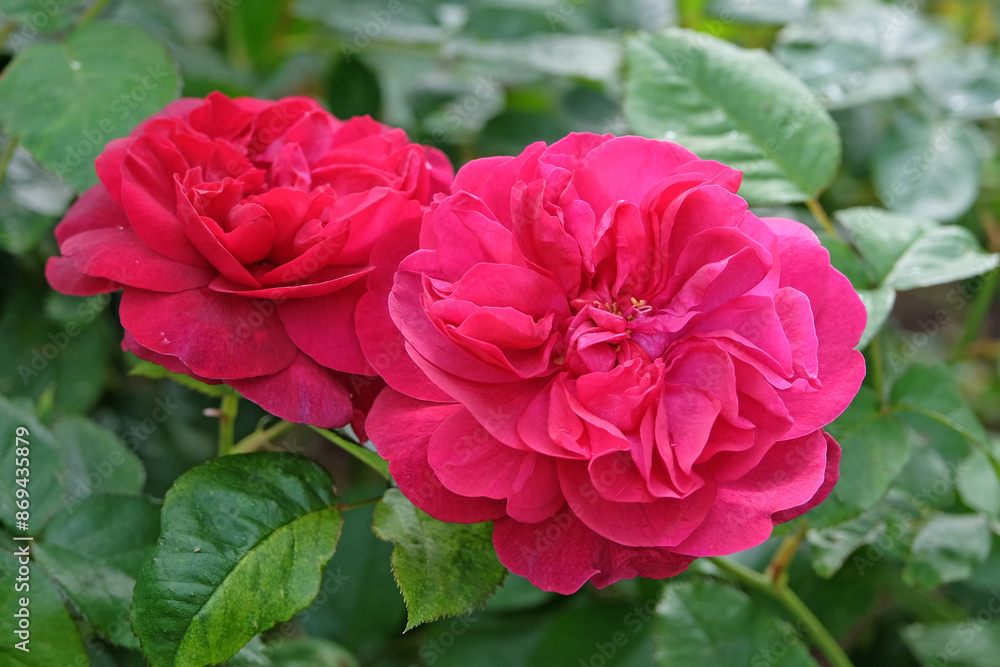 Deep Pink shrub rose Rosa ‘Darcey Bussell’ in flower. Deep Pink shrub rose Rosa ‘Darcey Bussell’ in flower.