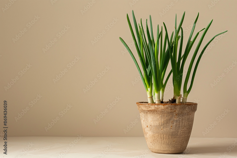 Onions grow in a pot, beige background Onions grow in a pot, beige background