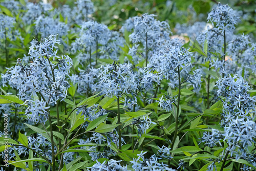 Amsonia tabernaemontana variety salicifolia, also known as Willow Leaf Blue Star in flower. photo